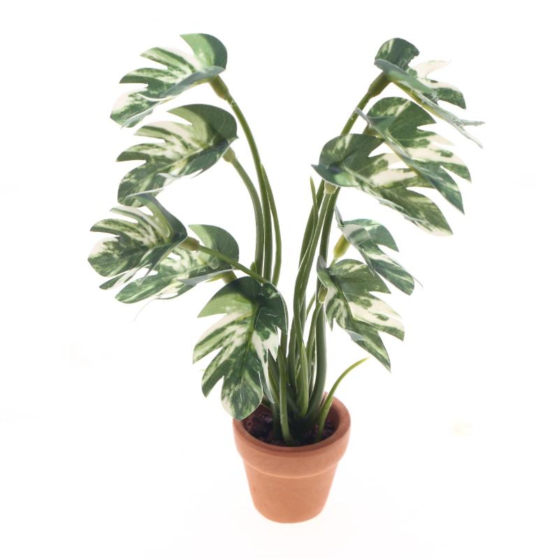 Us Bonsai Garden - Nuovo. 1 Pezzo Pianta Verde Monstera
