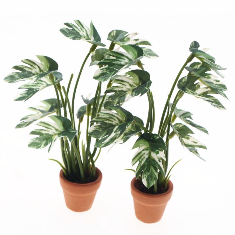 Nuovo. 1 Pezzo Pianta Verde Mo - Us Bonsai Garden recensione e prezzo