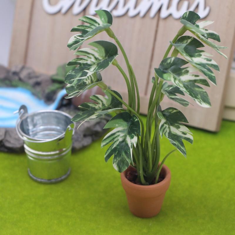 Nuovo. 1 Pezzo Pianta Verde Mo - Us Bonsai Garden recensione e prezzo